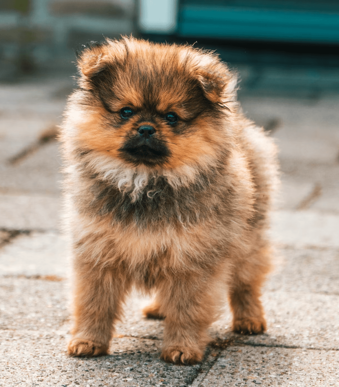 Floof — original photo