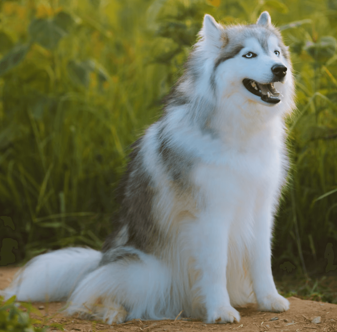 Chewy — original photo